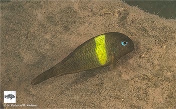 Tropheus sp. 'crescentic' Karago